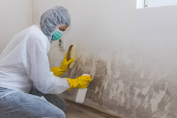 Best Same-Day Mold Removal  in Hilliard, OH