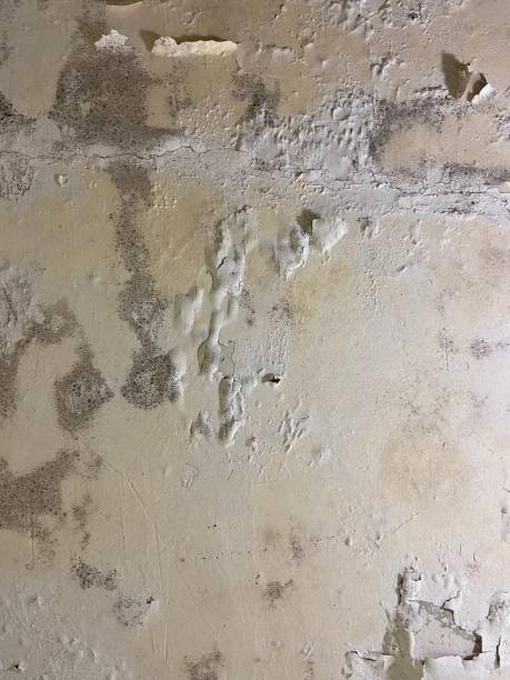 Mold Removal Process in Hilliard, OH