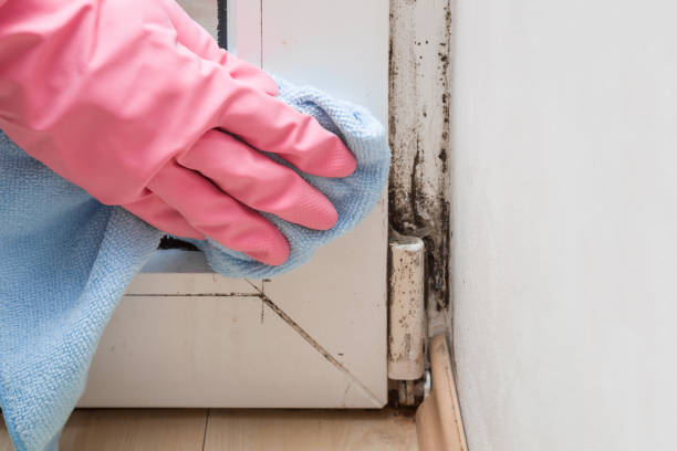 Mold Removal and Inspection in Hilliard, OH