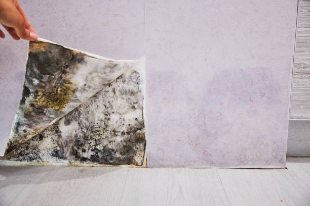 Reliable Hilliard, OH Mold Removal Solutions